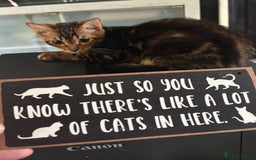 Bengal cats for sale: Bengal kittens tegistered - Image 2
