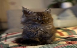 Maine Coon cats for sale: Pure Maine Coons - Image 3