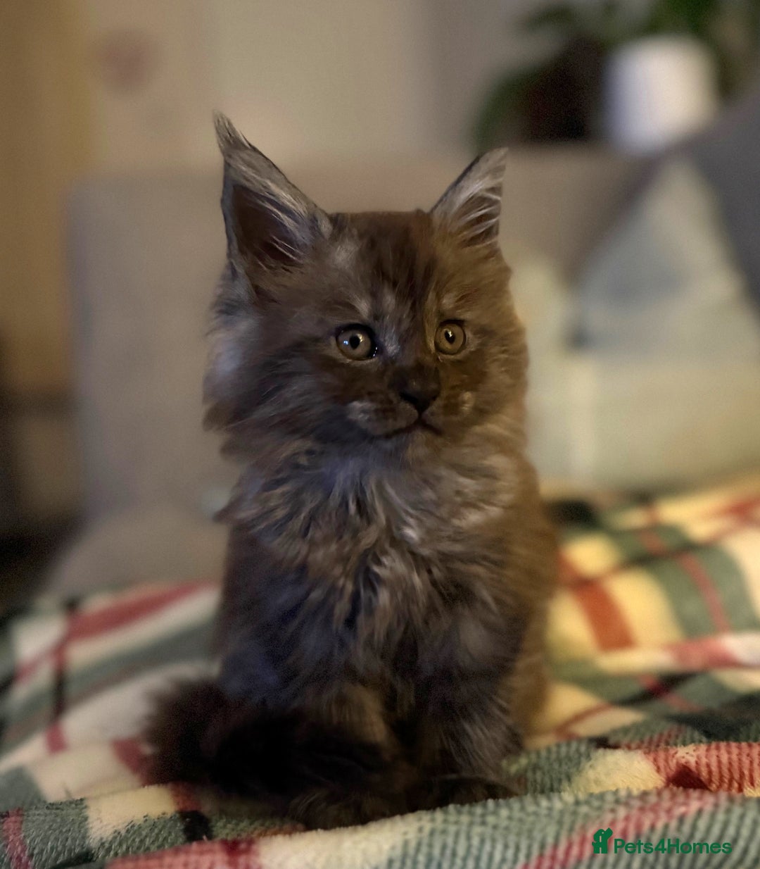 Maine Coon cats for sale: Pure Maine Coons - Image 3