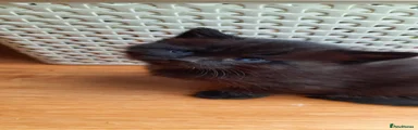Mixed Breed Kitten 4