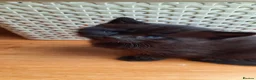 Mixed Breed cats for sale: 4 adorable kittens for sale - Advert 11