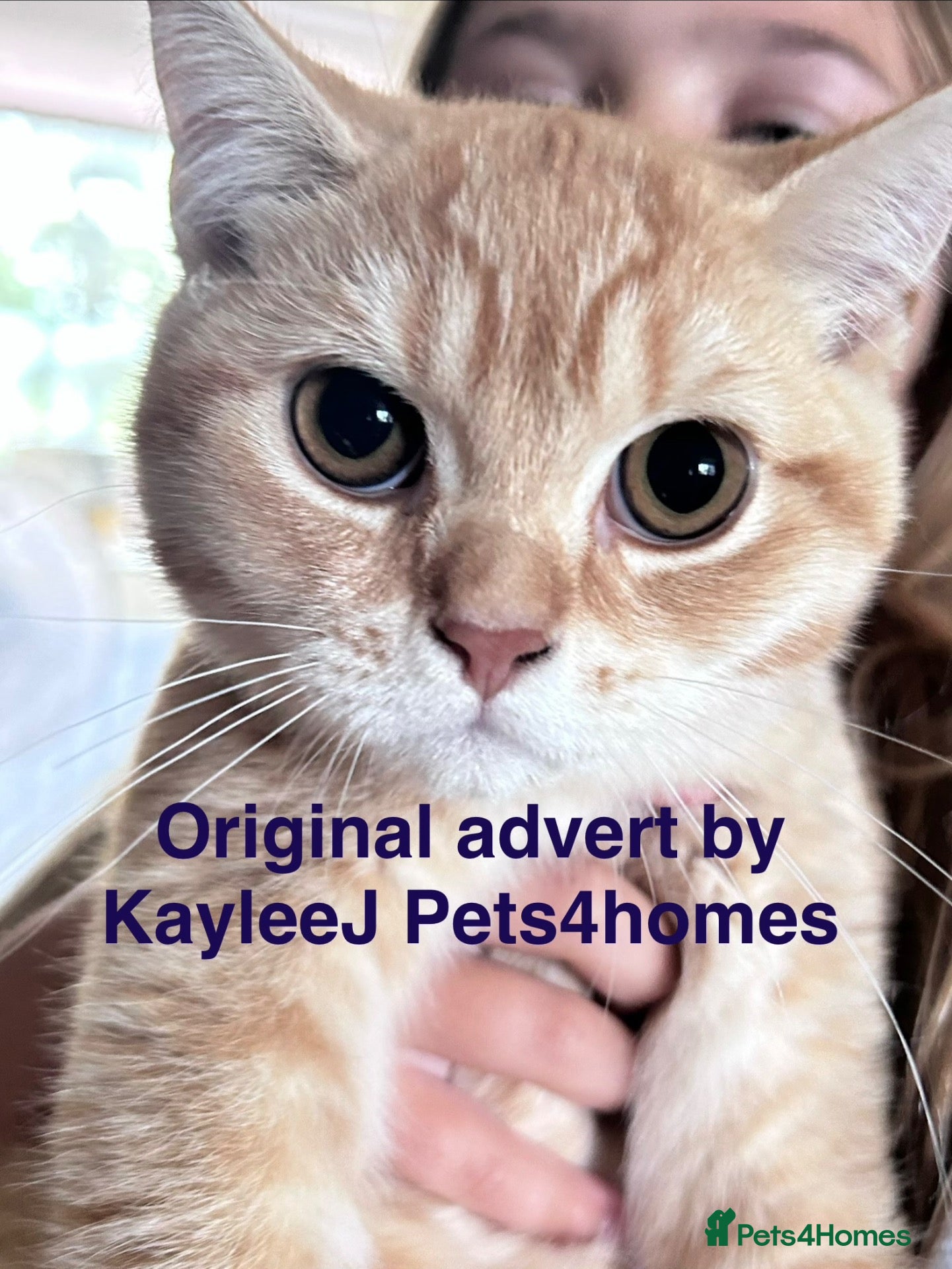 British Shorthair cats REDUCED GCCF Reg. BSH Kittens Golden & Red READY🌟 - Advert 2