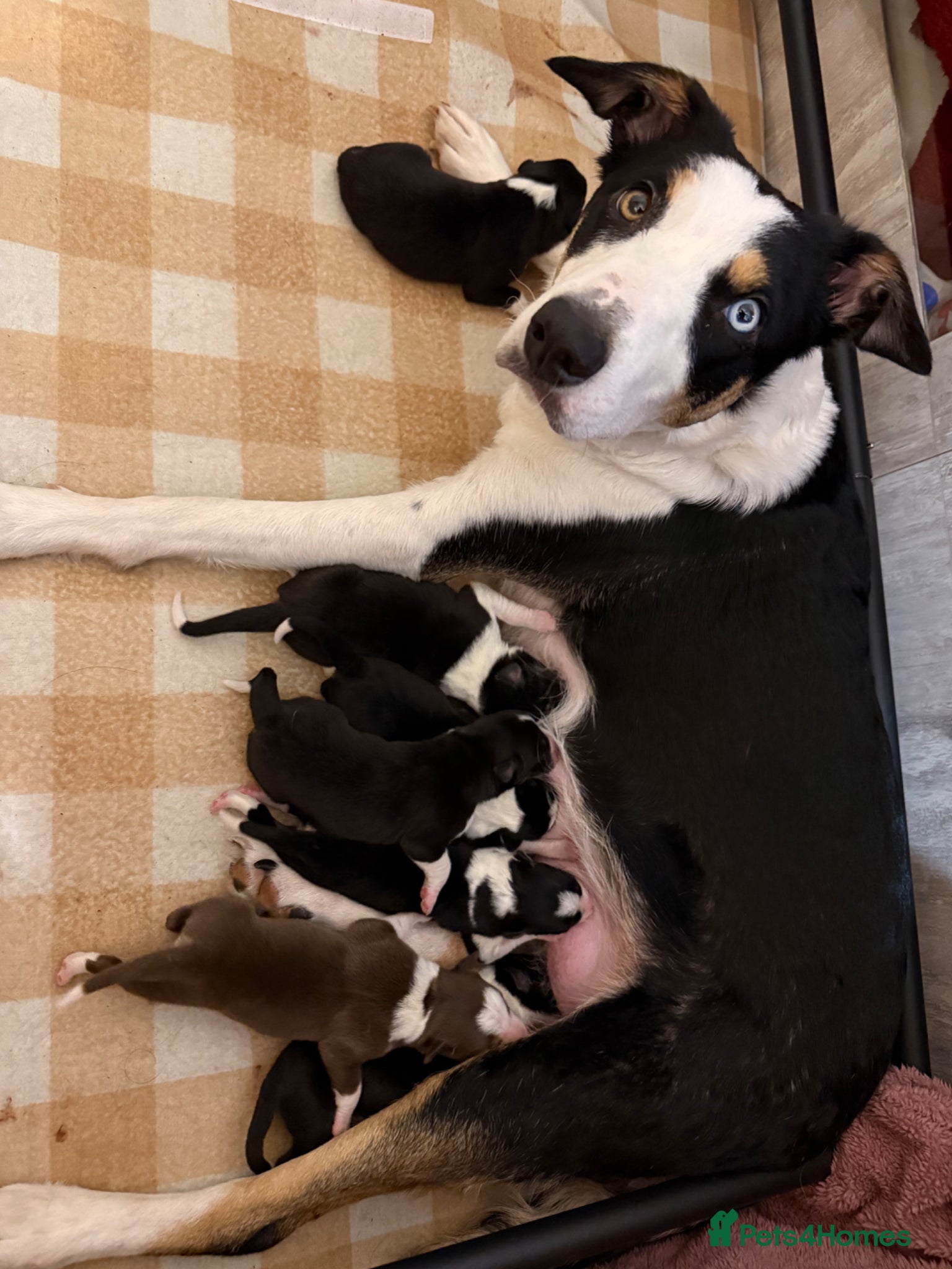 Border Collie dogs Tri colour border collies - Advert 1