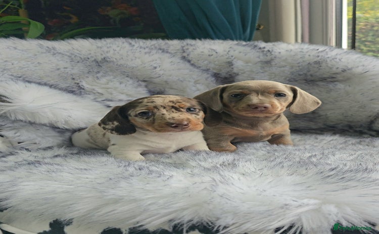 Miniature Dachshund dogs - Advert 13