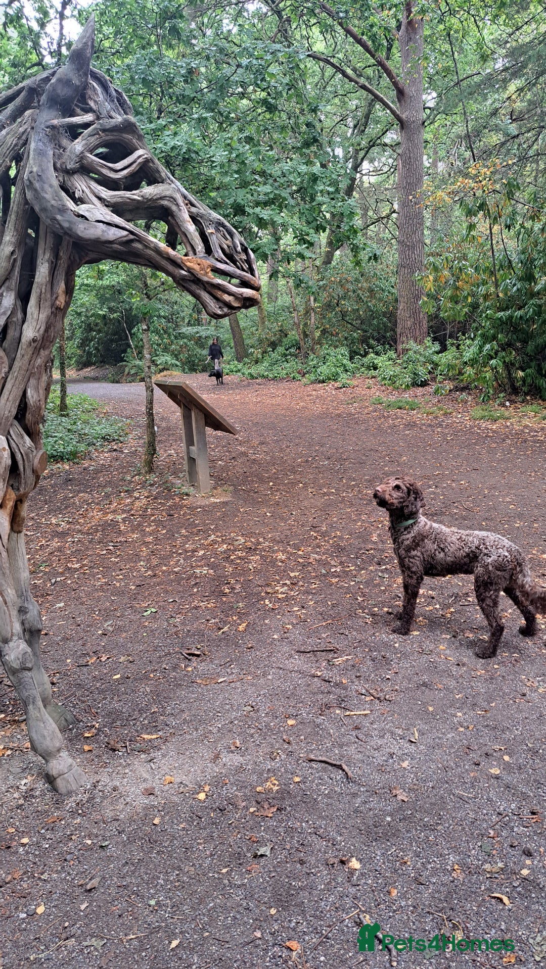 Mixed Breed dogs for sale: Springer-doodle for rehome - Advert 4