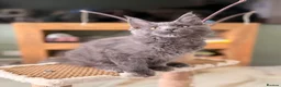 Maine Coon cats for sale: ONLY 3 TICA REG GIRLS LEFT FROM LICENSED BREEDERS - Advert 13