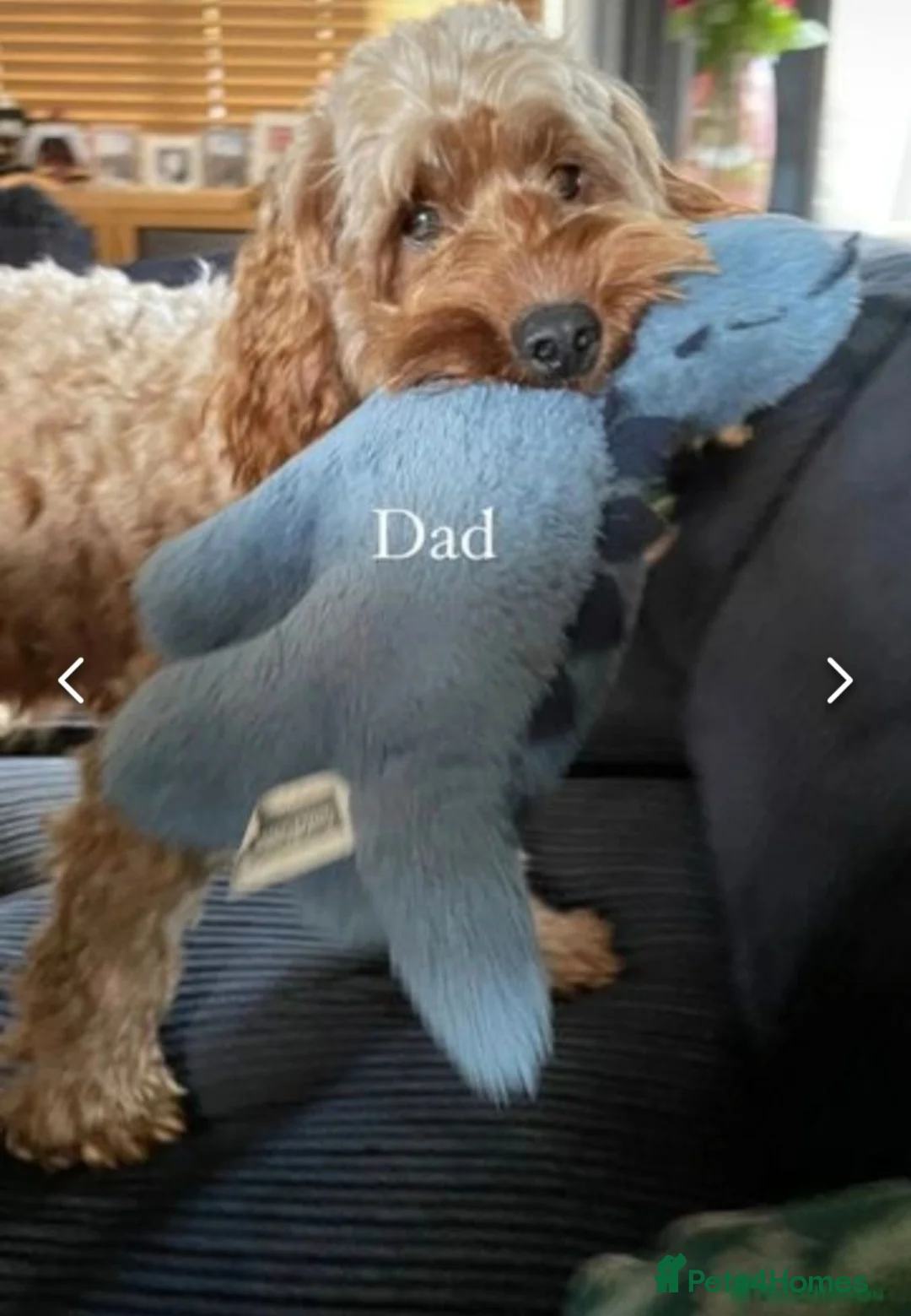 Cockapoo dogs for stud: Milo for stud in Nottingham - Advert 2