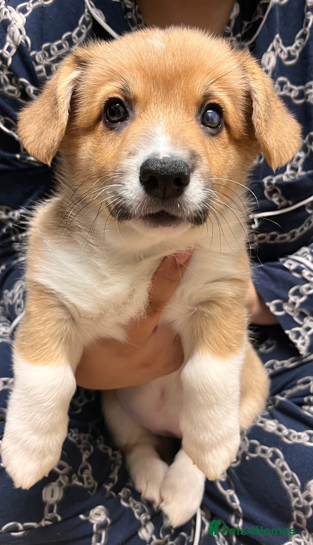 Welsh Corgi Pembroke dogs for sale: Stunning KC registered Welsh Pembroke corgis  - Advert 31