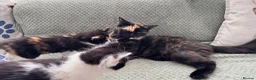 Mixed Breed cats for sale: Beautify taby girl - Advert 1