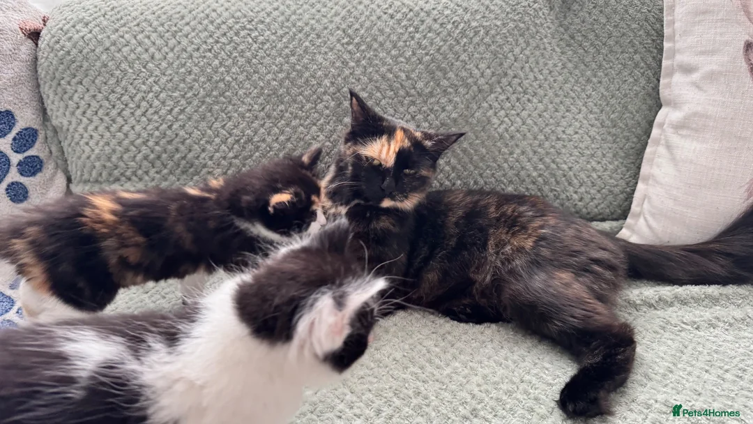 Mixed Breed cats for sale: Beautify taby girl - Advert 1