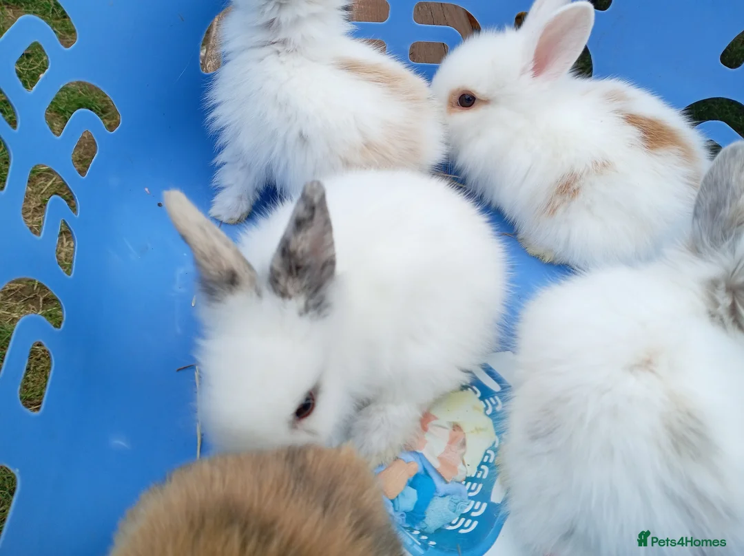 Mini Lion Lop rabbits for sale: Lop cross lionhead babies - Advert 11