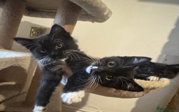 Domestic Shorthair cats for sale: Mother Cat & 2 Kittens - Image 7