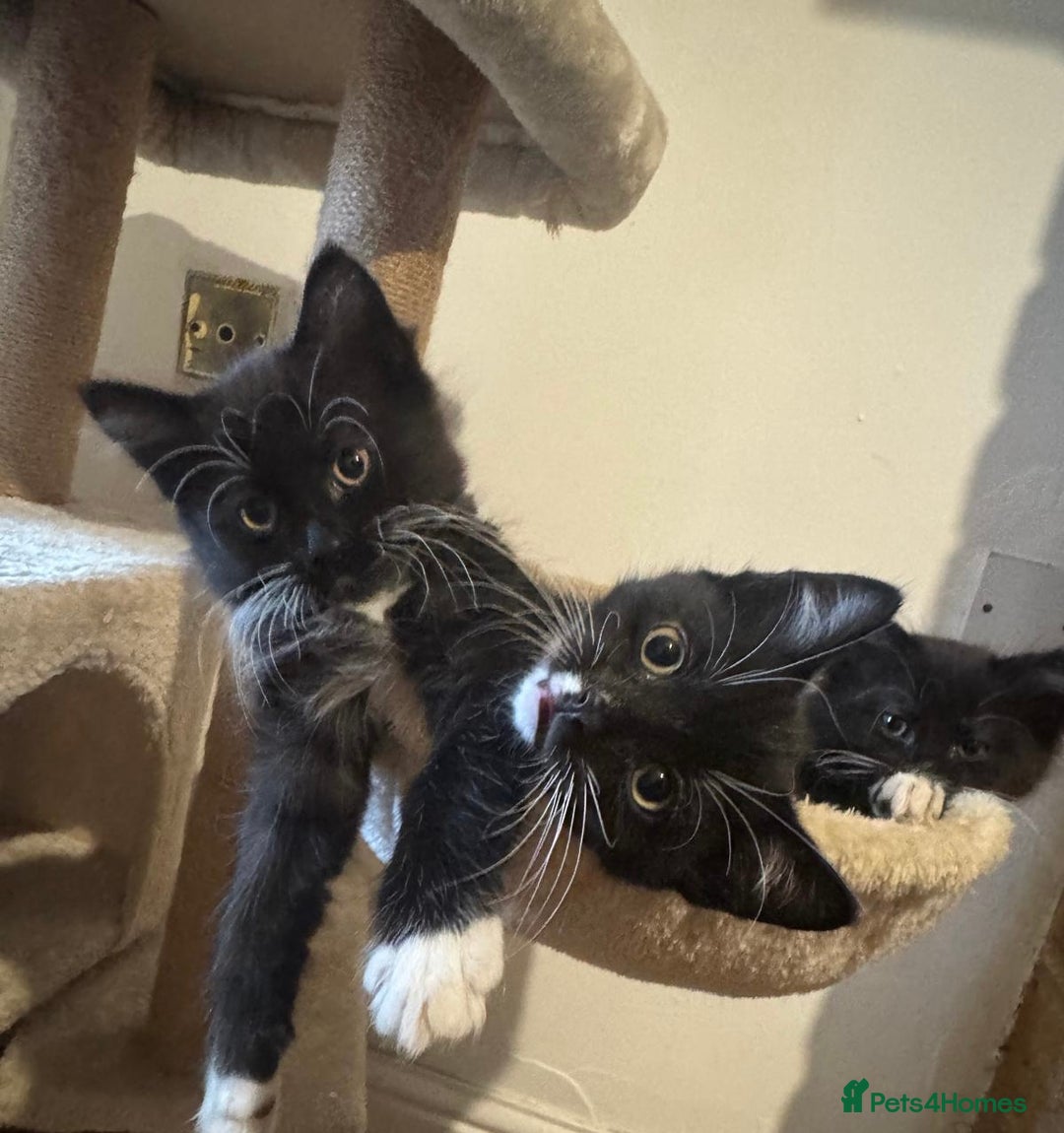 Domestic Shorthair cats for sale: Mother Cat & 2 Kittens - Image 7