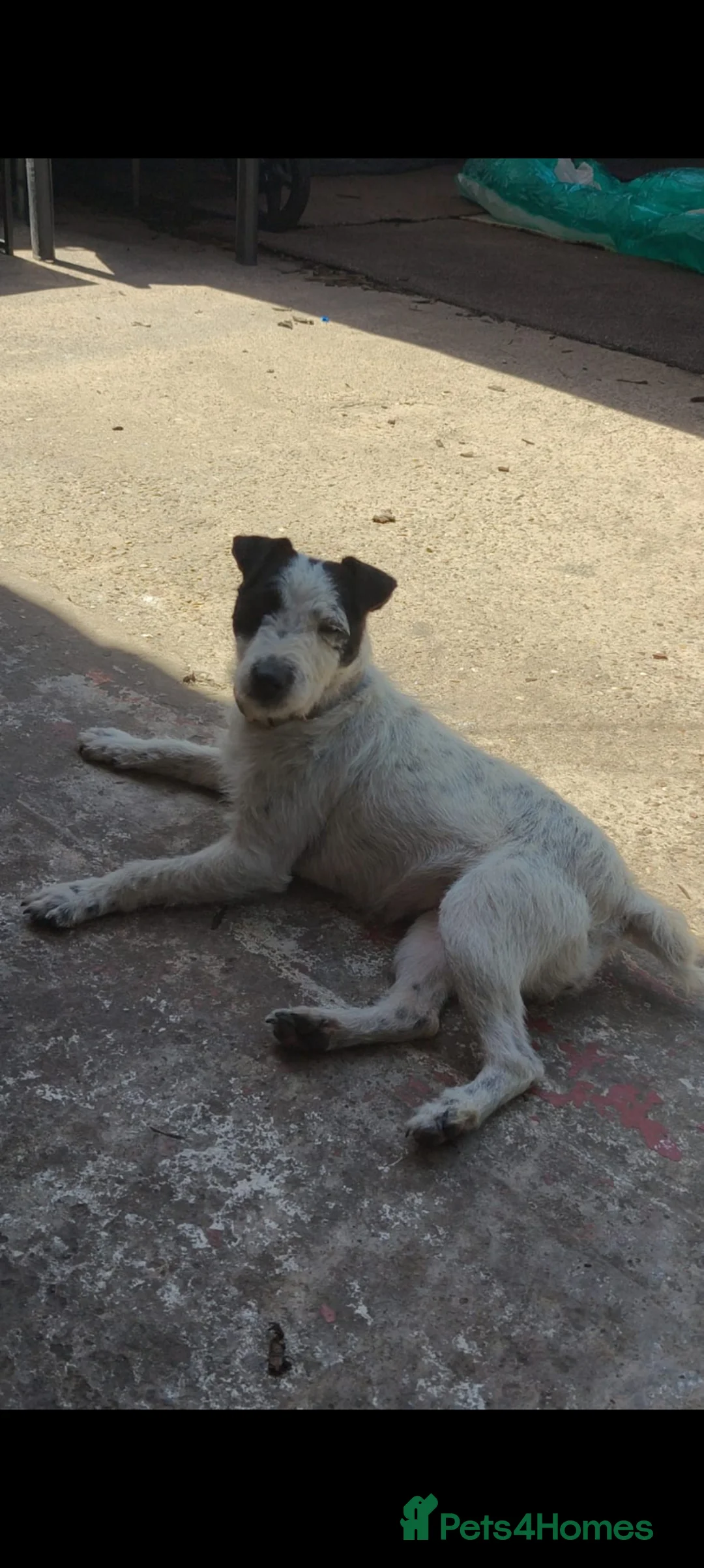 Jack Russell dogs for sale: Jack Russel bitch 10 months old  - Advert 2