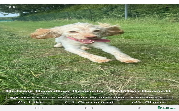 Cocker Spaniel dogs - Advert 5