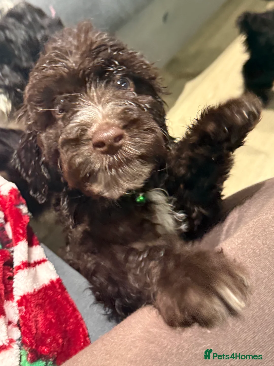 Cockapoo dogs for sale: Miniature f1 Cockapoos puppies - Advert 22