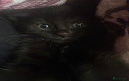 British Shorthair cats for sale: Kittens ready to go - Image 1