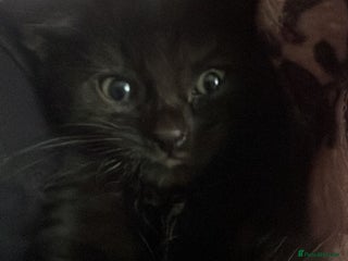 British Shorthair cats - Advert 34