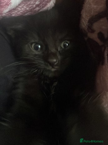 British Shorthair cats - Advert 6