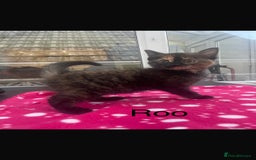 Domestic Shorthair cats for sale: 3 beautiful female kittens  - Image 10