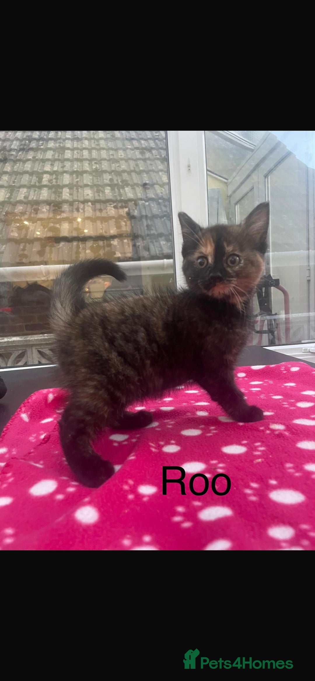 Domestic Shorthair cats for sale: 3 beautiful female kittens  - Image 10