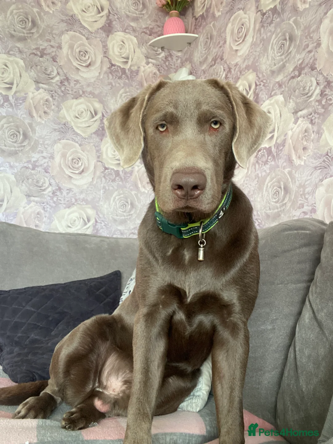 Labrador Retriever dogs for stud: Field Line Labrador Stud - Advert 3