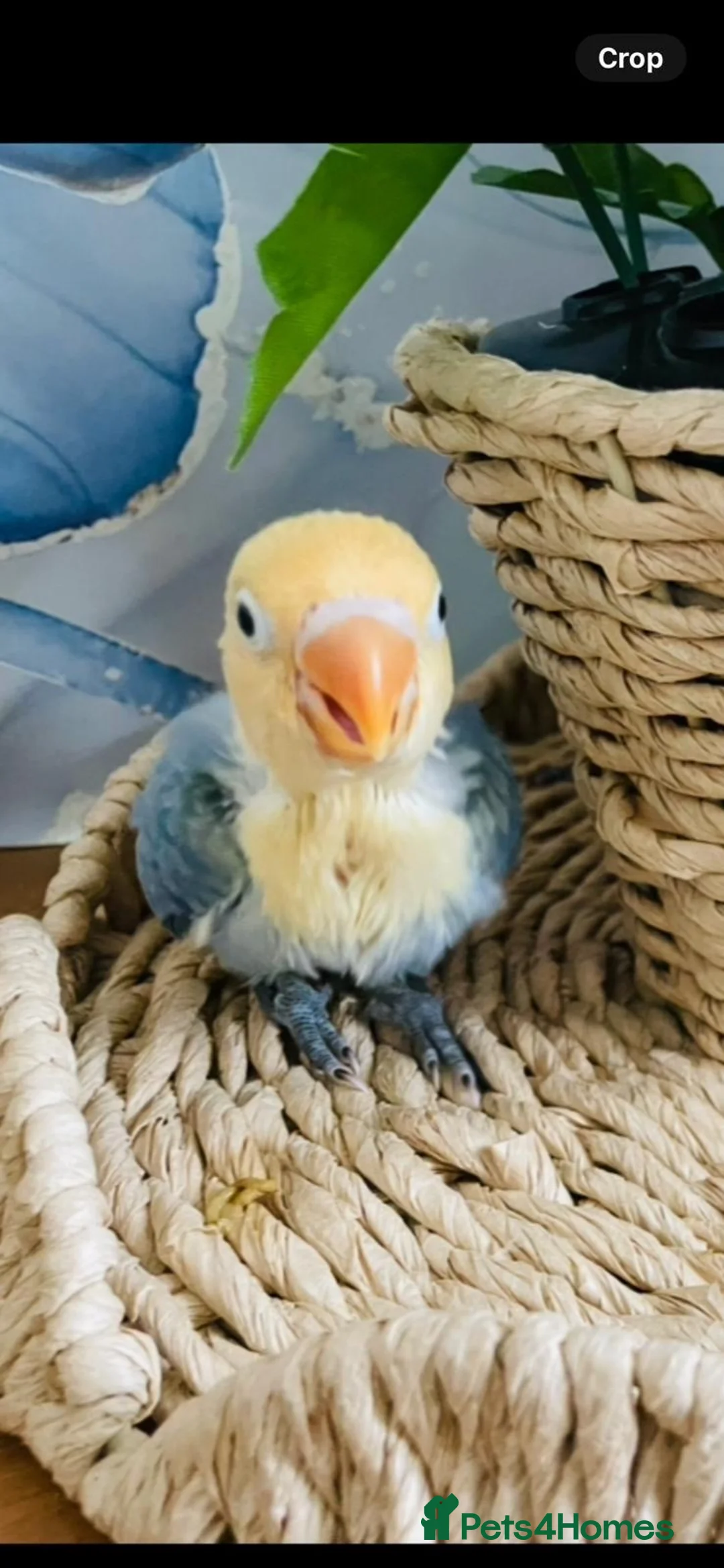 Lovebirds birds for sale: Silly Tame Baby LoveBird - Advert 2