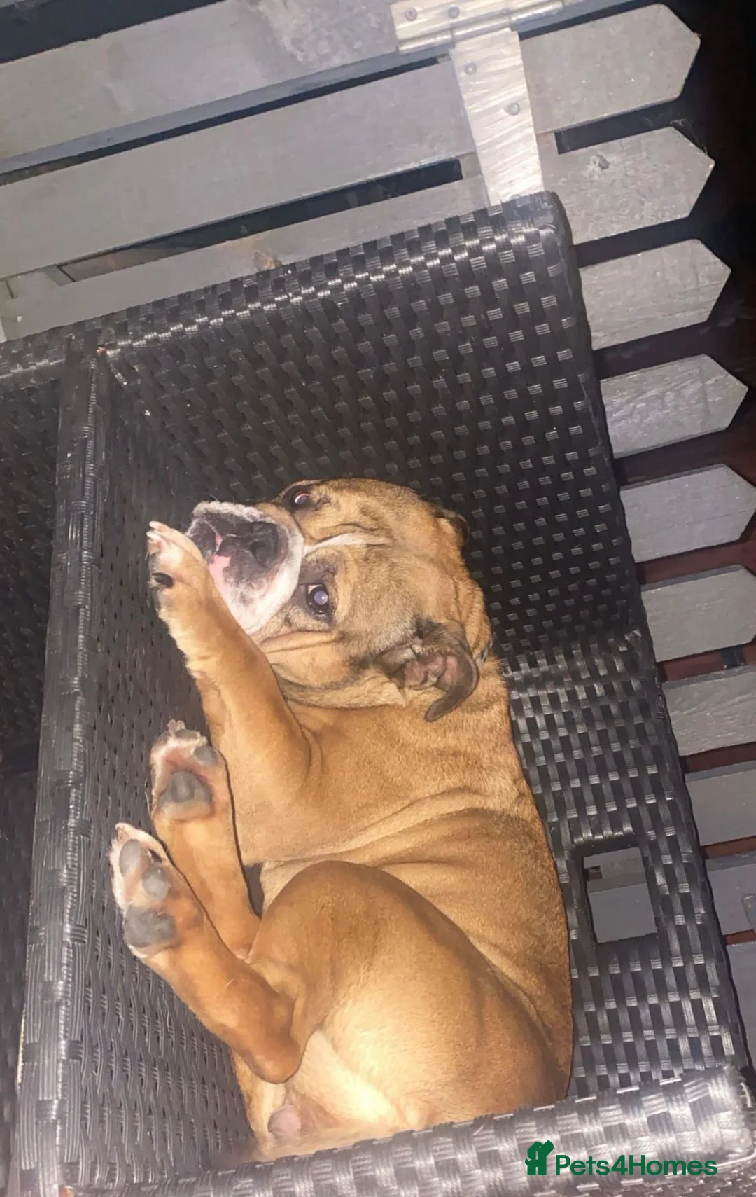 English Bulldog dogs for sale: 🐾 Loving Bulldogs Needing a Forever Home 🐾 - Advert 5