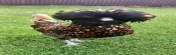 Chickens poultry for sale: Beautiful Polish hen chicken with 18kg food in Holywell - Advert 7