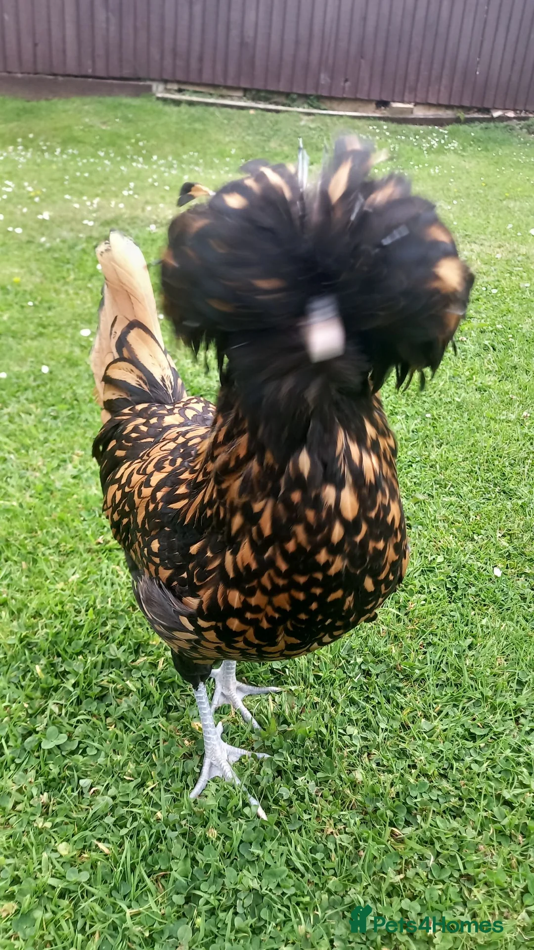 Chickens poultry for sale: Beautiful Polish hen chicken with 18kg food in Holywell - Advert 7