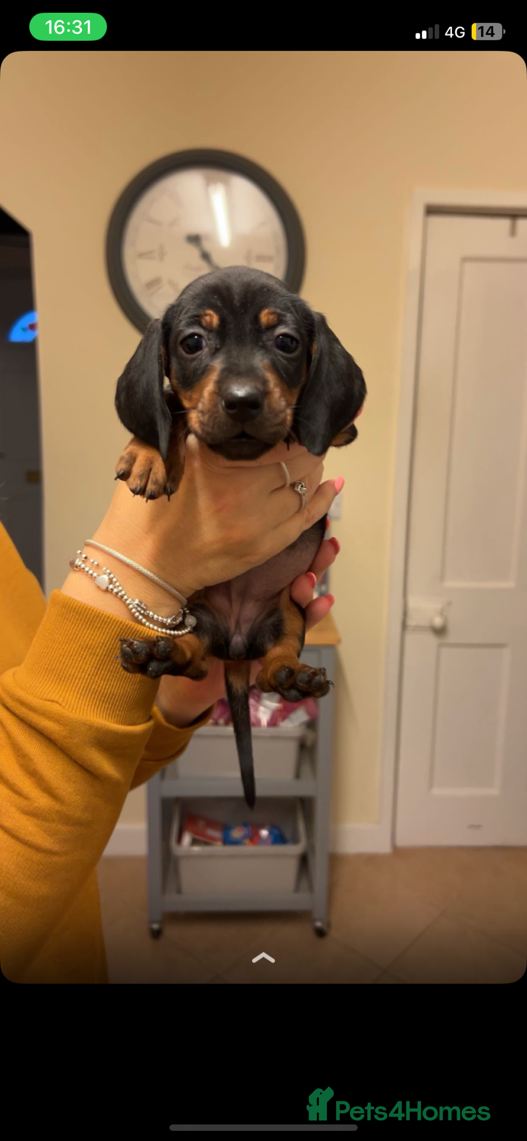 Dachshund dogs for sale: Beautiful Dachshund puppies for sale  - Image 7