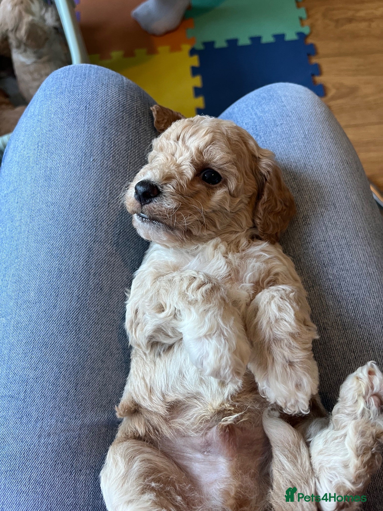 Mixed Breed dogs Cavapoochon puppies - Advert 1