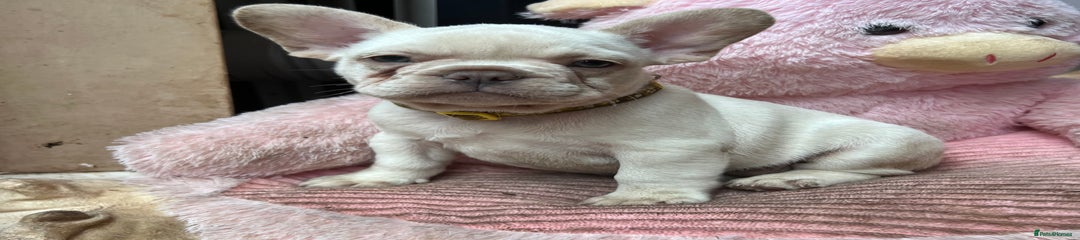 French Bulldog Puppy 5