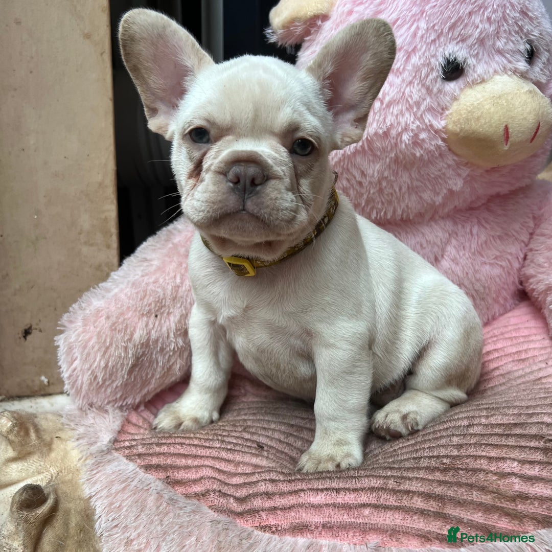 French Bulldog dogs for sale: Beautiful French Bulldog Puppies - Image 32