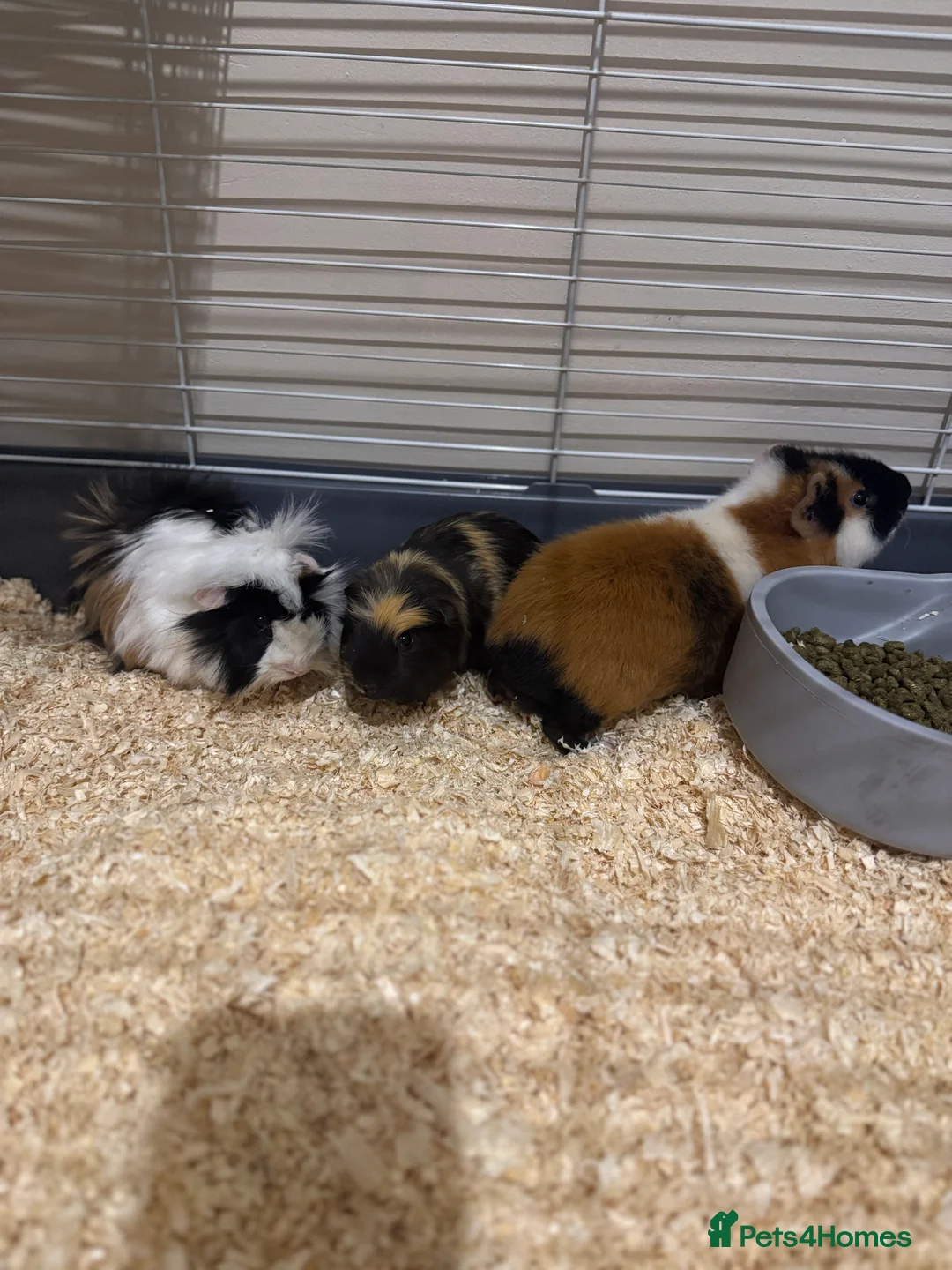 Guinea Pig rodents for sale: Three super friendly guinea pigs  - Advert 3