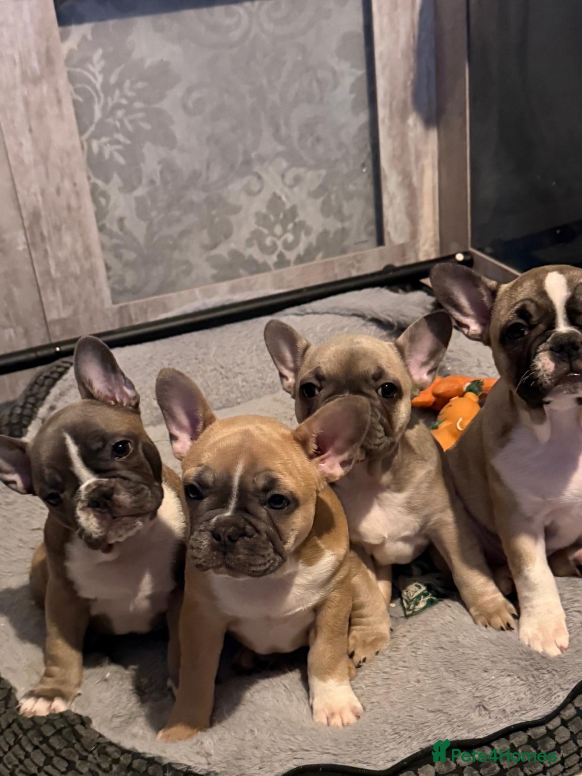 French Bulldog dogs 3 female french bulldog pups for sale  - Advert 13