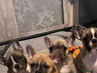 French Bulldog dogs 3 female french bulldog pups for sale - Advert 13