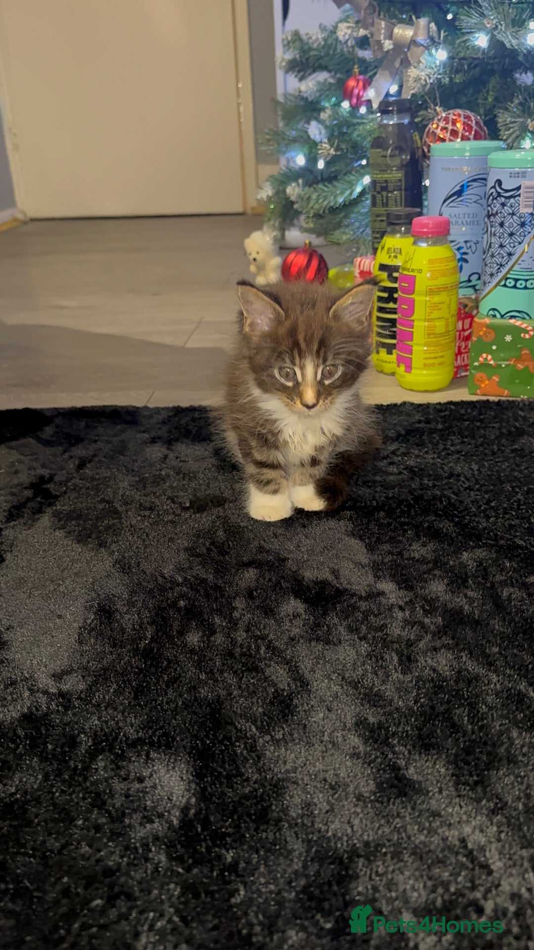 Maine Coon cats for sale: Full Maine Coon for sale - Advert 22