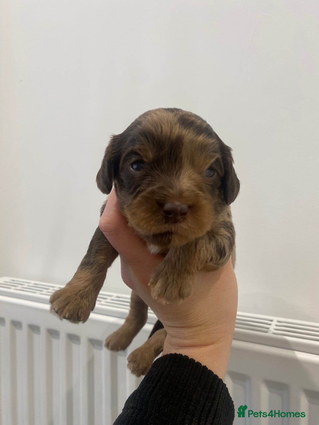 Cavapoo dogs for sale: F1 Cavapoos - Parents DNA Health Tested  - Advert 13
