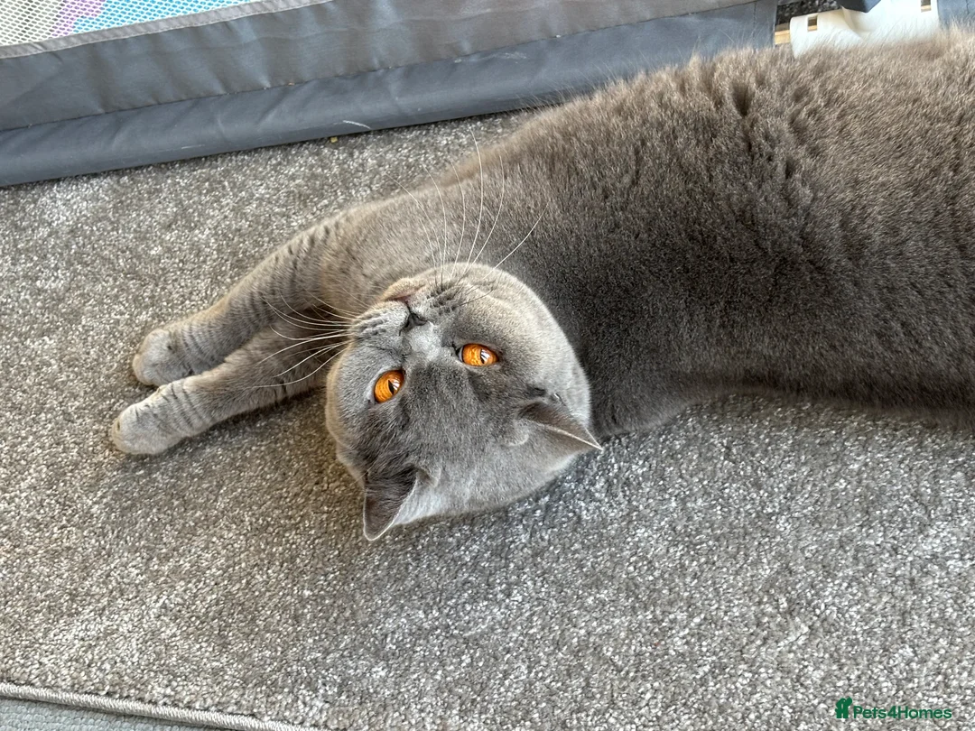 British Shorthair cats for sale: 🏆Exceptional Champion Line BSH Kittens🏆 - Advert 1