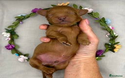 Cavapoo dogs for sale: Fully Health Tested F1 Cavapoo Puppies - 2 Left - Image 4