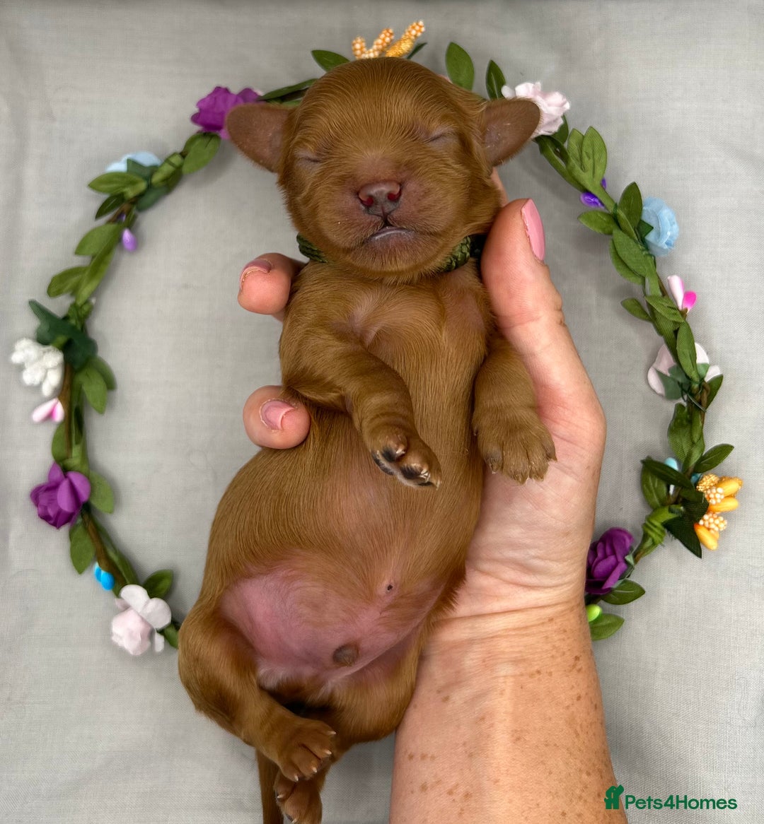 Cavapoo dogs for sale: Fully Health Tested F1 Cavapoo Puppies - 2 Left - Image 4