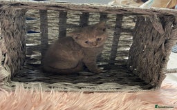 British Shorthair cats for sale: Stunning fluffy kittens  - Image 2