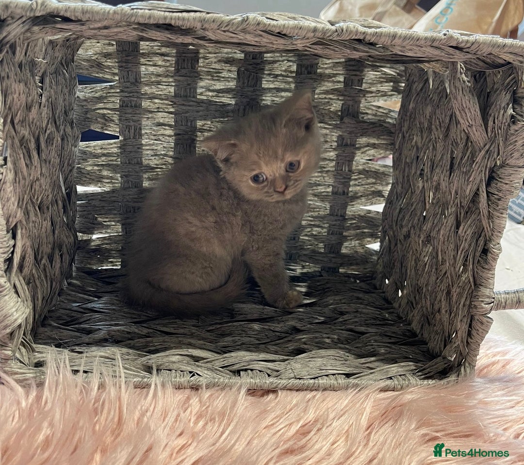 British Shorthair cats for sale: Stunning fluffy kittens  - Image 2