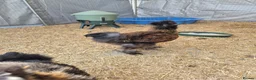 Chickens poultry for sale: 3 male silkies in Heanor - Advert 5