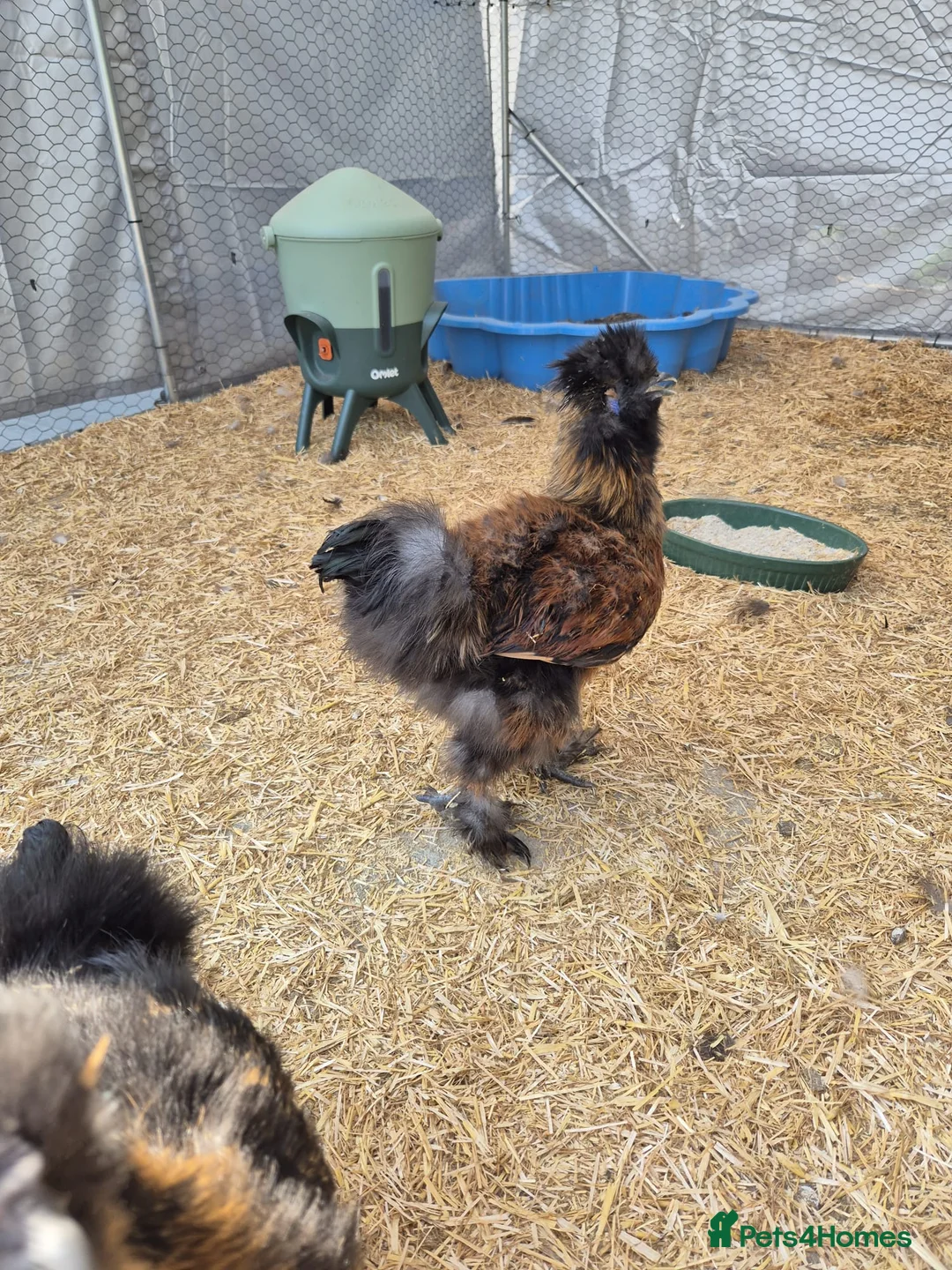 Chickens poultry for sale: 3 male silkies in Heanor - Advert 5