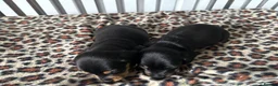 Miniature Dachshund dogs for sale: Miniature Dachshund Puppies in Houghton le Spring - Advert 8