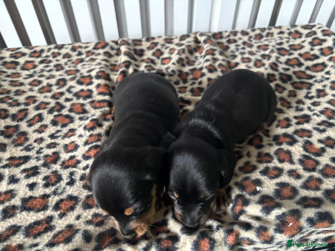Miniature Dachshund dogs for sale: Miniature Dachshund Puppies in Houghton le Spring - Advert 8