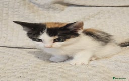 Mixed Breed cats for sale: 8 lovely kittens for sale - Image 16