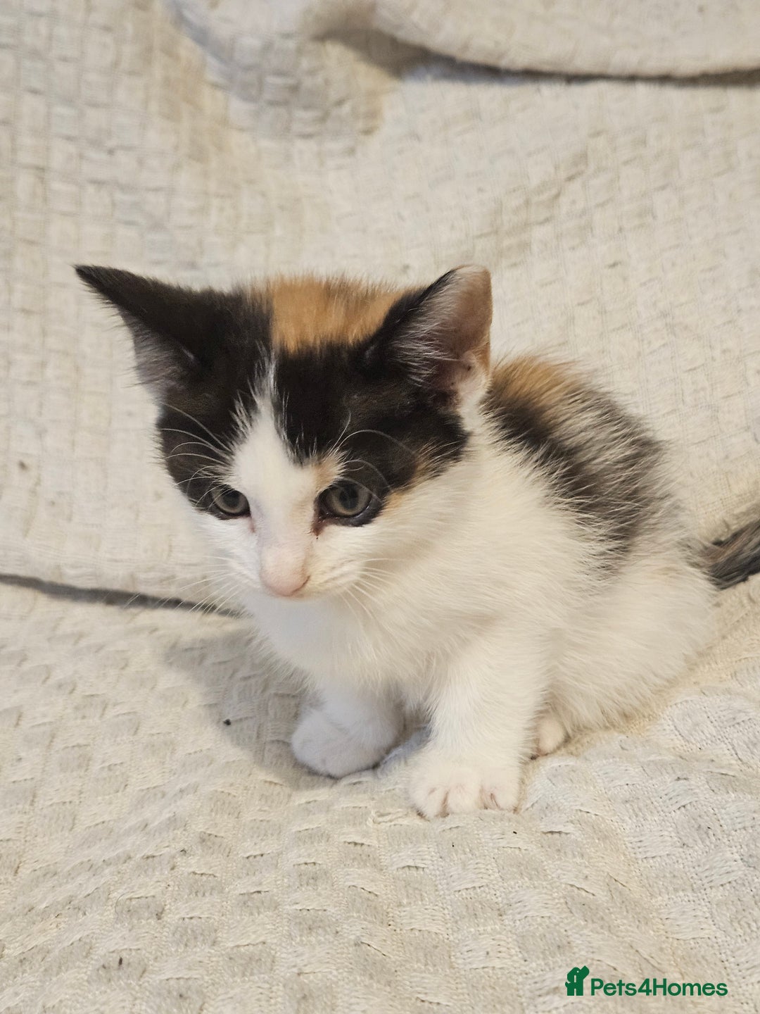 Mixed Breed cats for sale: 8 lovely kittens for sale - Image 16